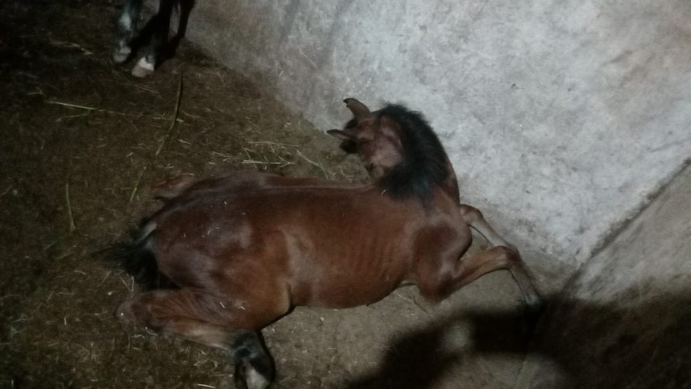 Dono de cavalos em Gaurulhos suspendeu o uso da ração, mas cerca de 30 animais já tinham consumido o produto. — Foto: Arquivo pessoal
