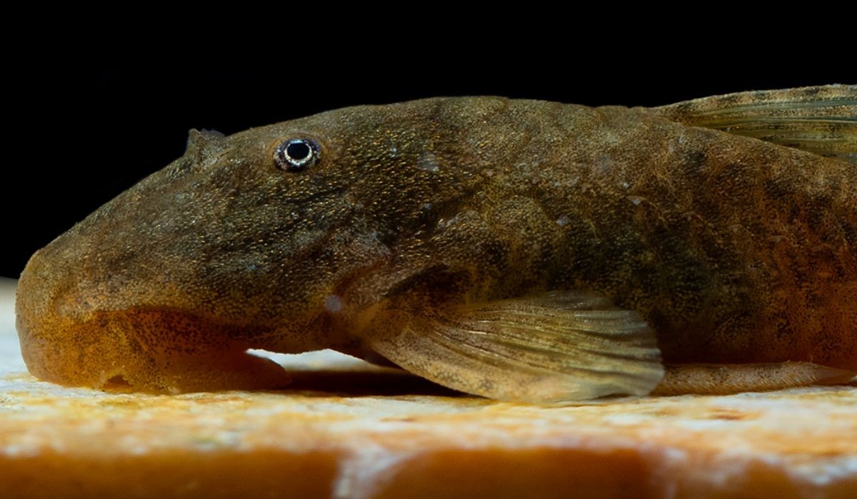 Escondidos nas montanhas: biólogos descobrem 4 novas espécies de peixes em Minas Gerais