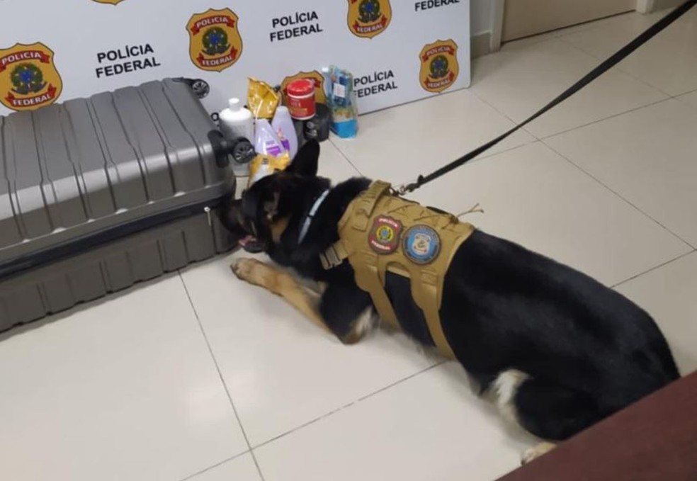 Cão farejador ajudou polícia a localizar droga em bagagem de espanhola que tentava embarcar com cocaína para Roma. — Foto: Polícia Federal/ Divulgação
