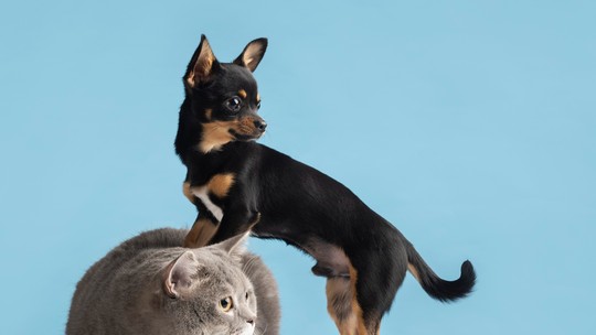 Cachorros e gatos estão evoluindo para ficarem parecidos entre si, e isso está sendo feito pelos humanos - A moda entre os humanos pode ser tão poderosa quanto milhões de anos de evolução - e ela está prejudicando nossos animais de estimação.