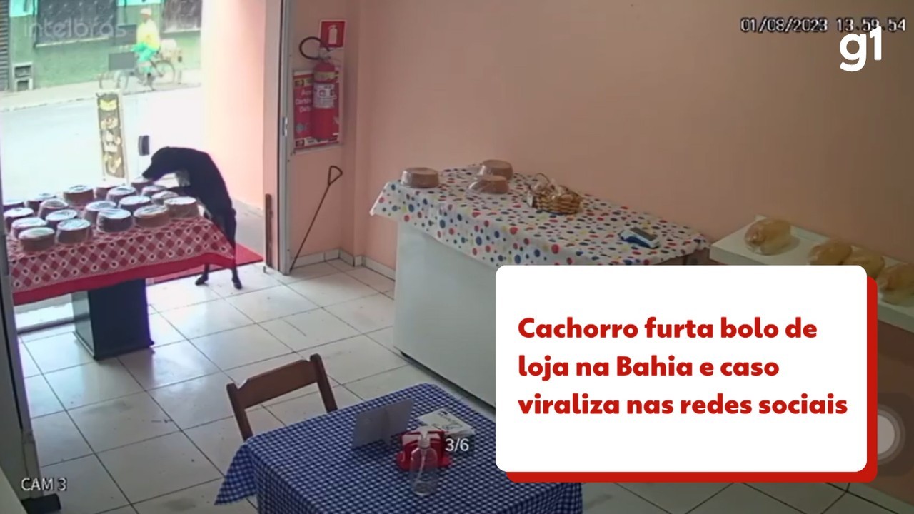 Câmera de segurança flagra momento em que cachorro furta bolo em loja na Bahia