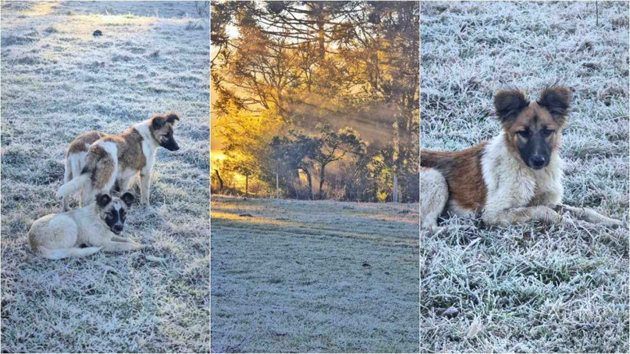 Cães ‘Floquinho’, ‘Geadinha’ e ‘Bola de Neve’ brincam em amanhecer congelante na Serra de SC