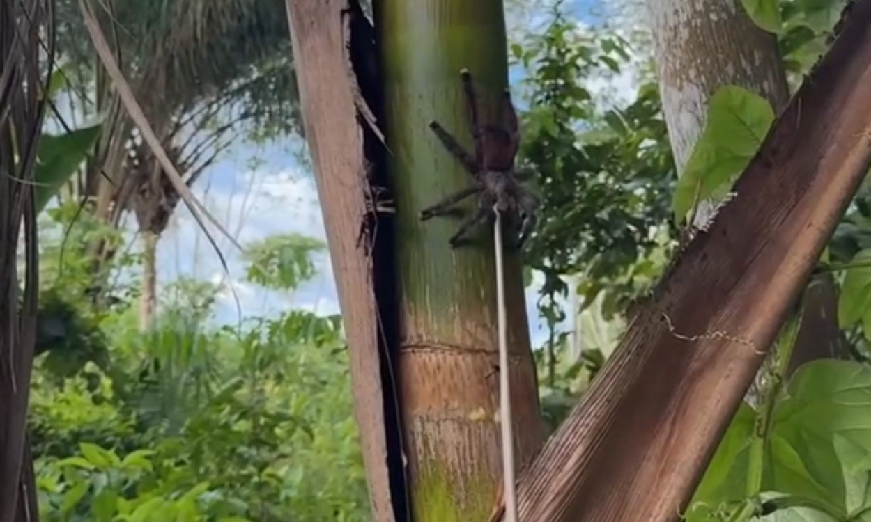 Produtor rural flagra caranguejeira predando cobra no Maranhão