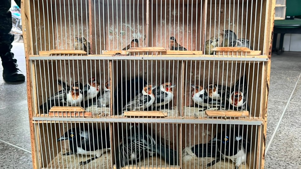 Animais silvestres apreendidos em operação em Fortaleza serão encaminhados para instituto de reabilitação — Foto: BPMA/Divulgação