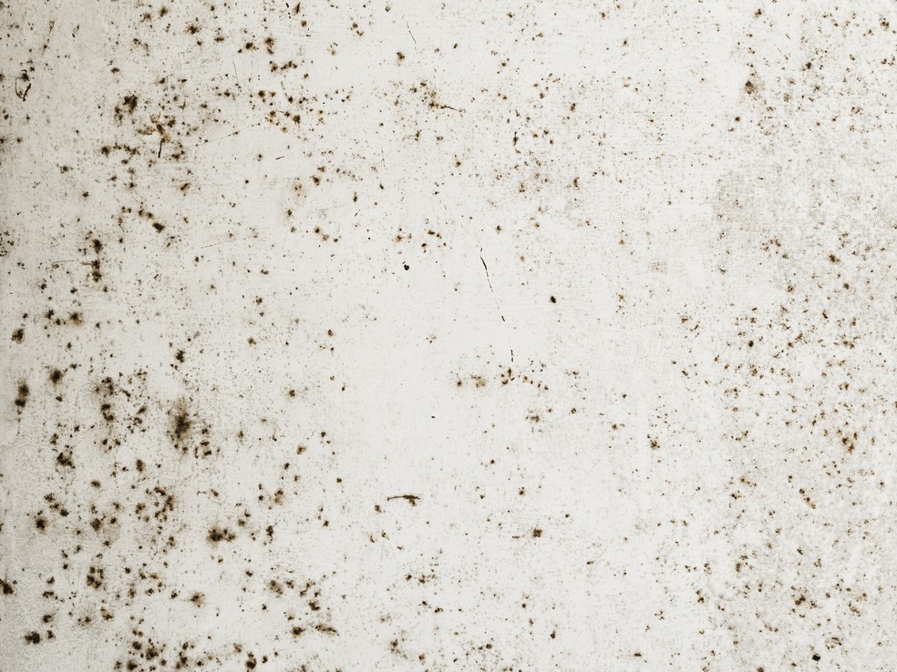 Dependendo da esp�cie dos fungos do mofo, as paredes podem ficar com manchas brancas, verdes ou pretas. � Foto: Freepik