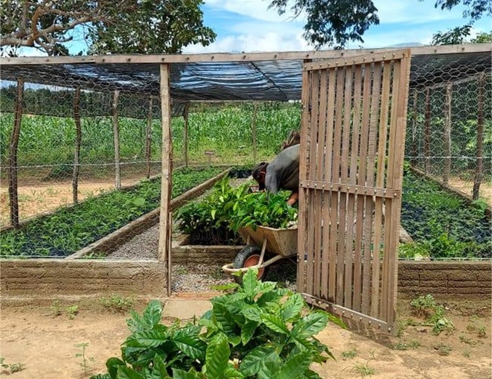 Mudas de café produzidas em fazenda de Portalegre, RN — Foto: Cedida