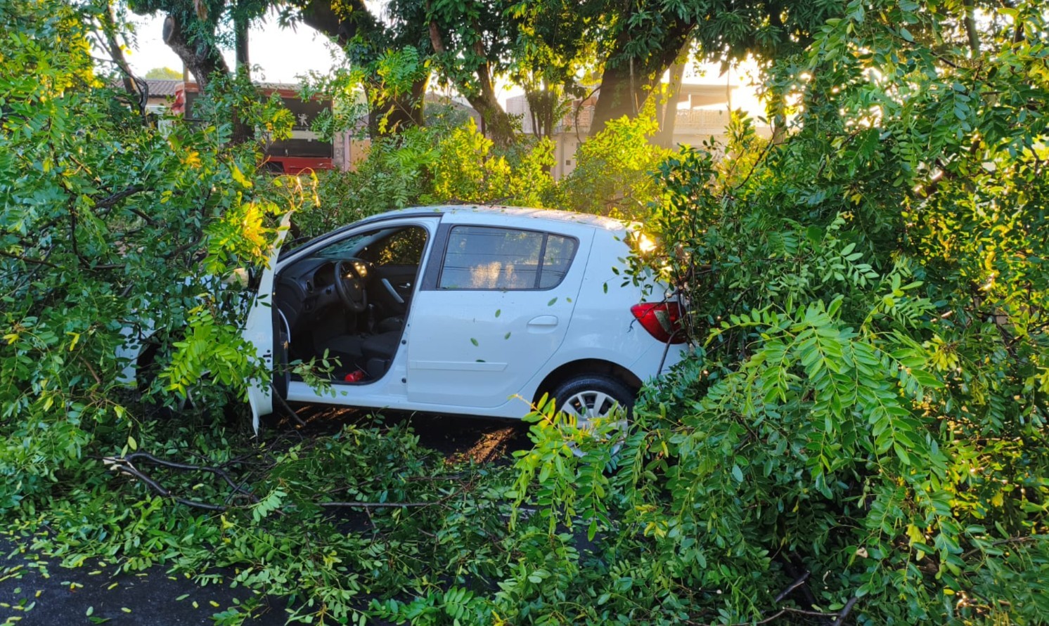Galhos de árvore caem sobre carro com casal dentro em Ribeirão Preto: 'Fiquei sem reação'