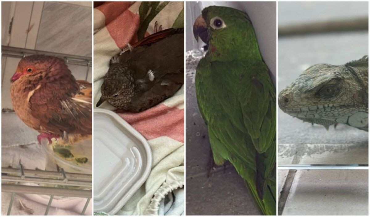Mais de 30 animais silvestres foram resgatados no mês de setembro em Manaus