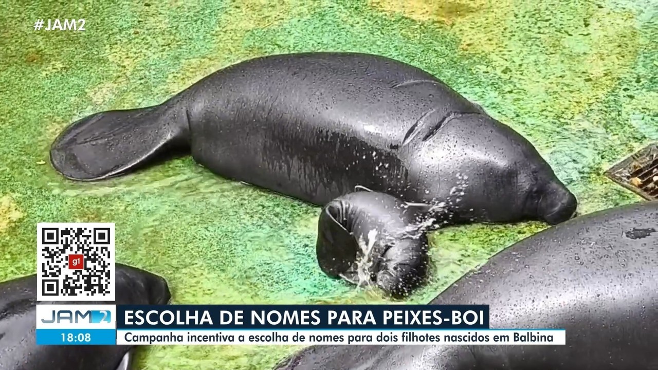 Três nomes disputam votação para filhotes de peixe-boi-da-Amazônia; participe da escolha