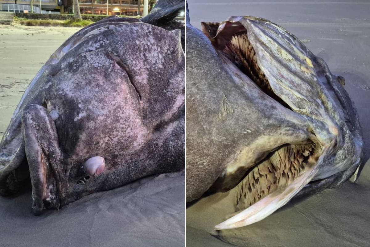 'Gigante dos Mares', peixe ameaçado de extinção é encontrado morto em Guarujá