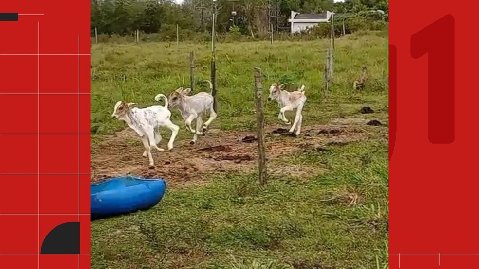 Vaca dá à luz bezerros trigêmeos e surpreende produtor em São Mateus: 'Achei que ia vir só um bezerrão' — Foto: Reprodução/TV Gazeta