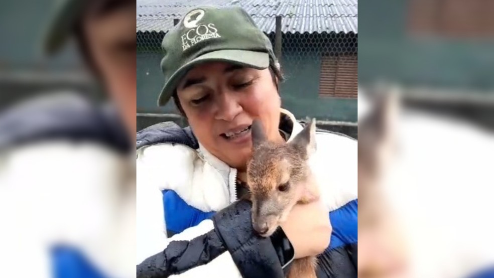 8 de 8
Patrícia Faria com o filhote de veado-catingueiro que foi resgatado no domingo (13) em Tapiraí (SP) — Foto: Arquivo Pessoal