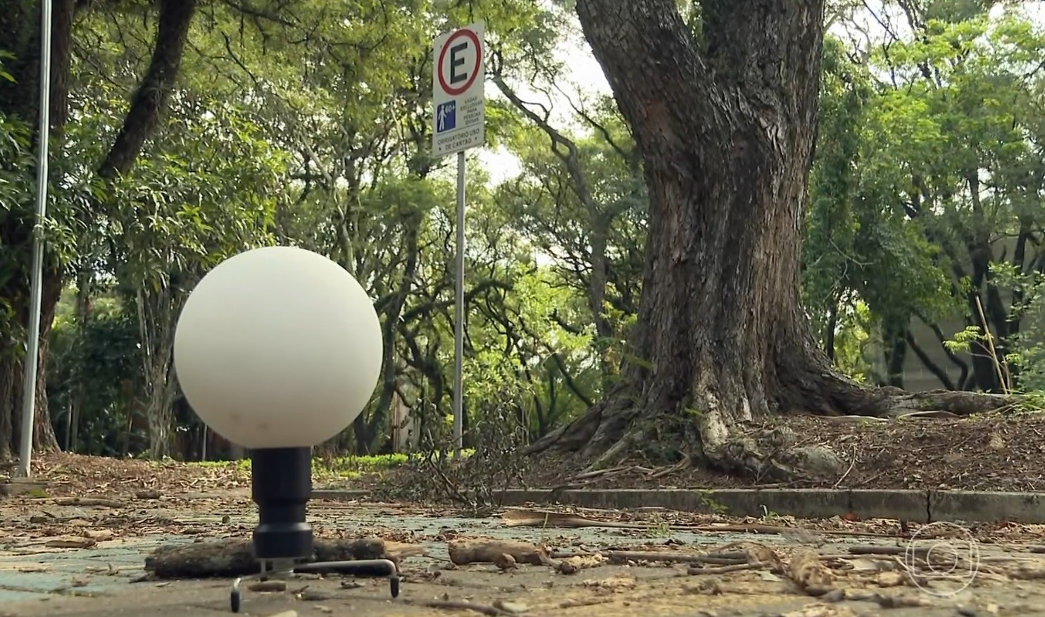 Cientistas brasileiros desenvolvem tecnologia para reduzir queda de árvores nas grandes cidades