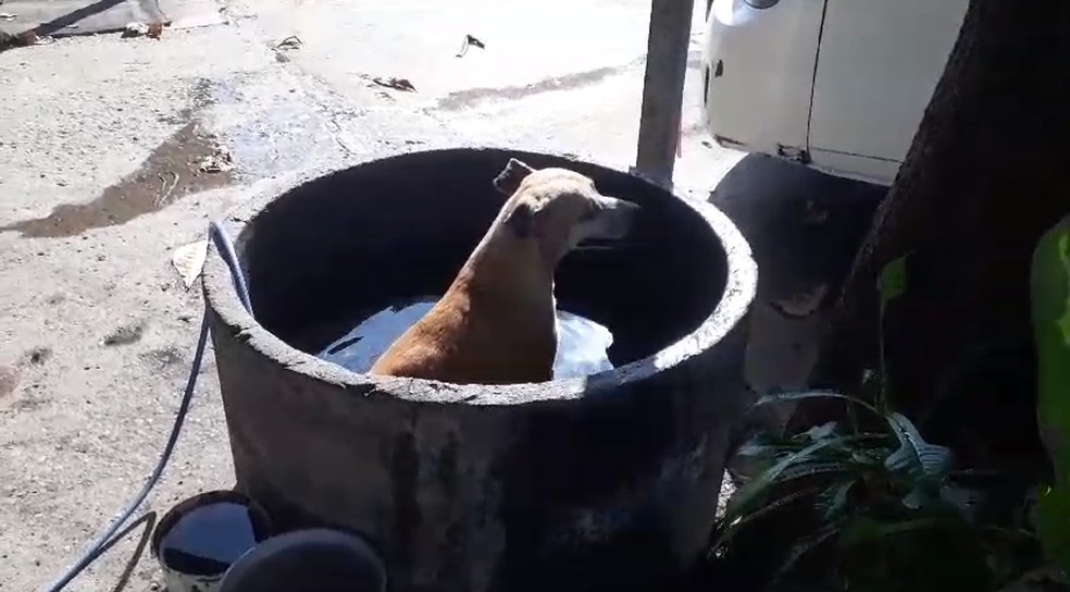 VÍDEO; Cachorro toma banho em bacia para amenizar o calor em Teresina — Foto: Reprodução