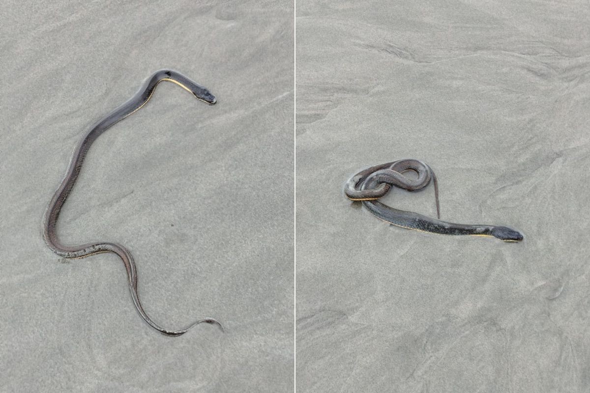 Morador flagra cobra‑d’água na faixa de areia de praia no litoral de SP; VÍDEO
