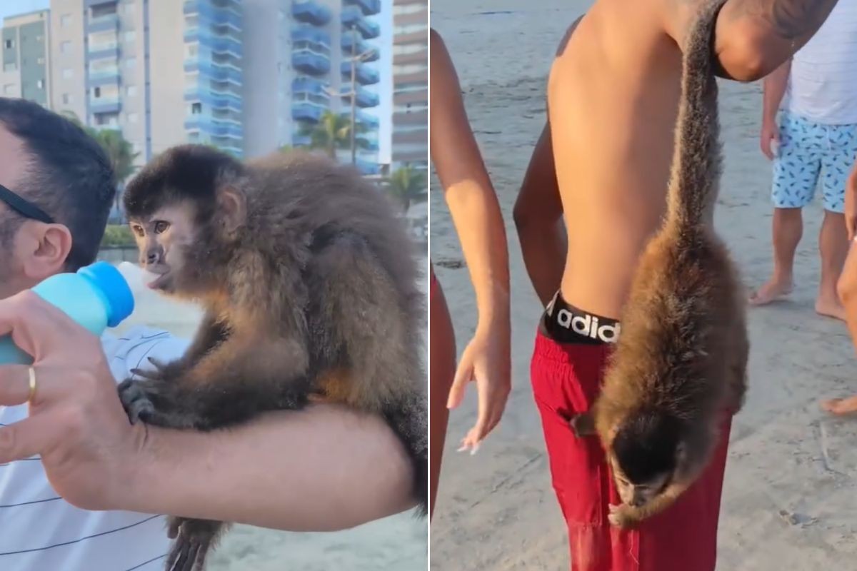 Macaco-prego viraliza após escalar banhistas e tomar mamadeira em praia de SP; VÍDEO