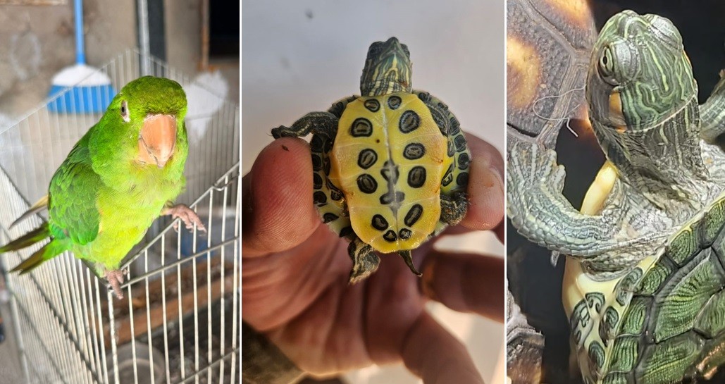 Jabutis, tigres d'água e sabiás: polícia flagra 45 animais em cativeiro irregular e aplica R$ 20 mil em multas na região de Piracicaba