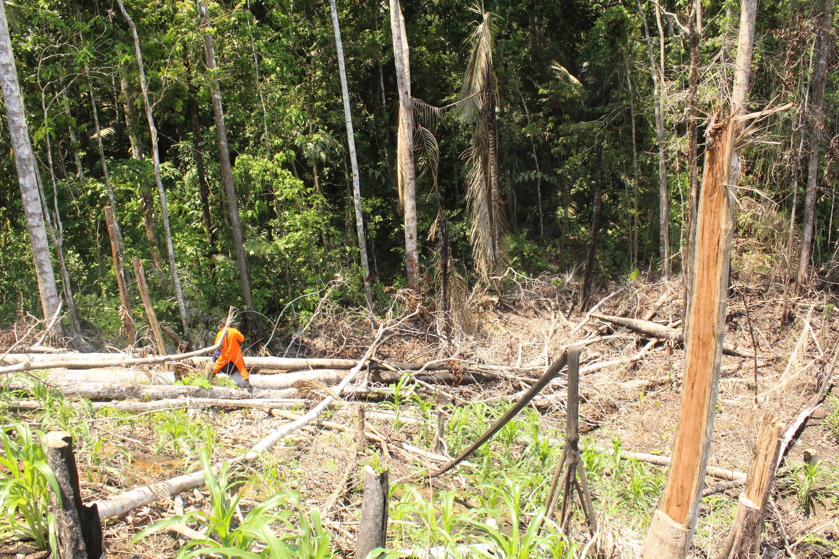 Feijó, no Acre, é o município que mais desmatou na Amazônia em julho, diz Imazon