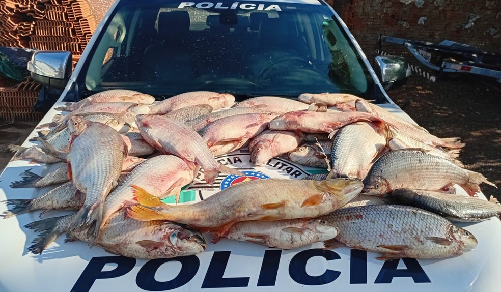 Polícia Ambiental doa 52 kg de peixes apreendidos em cachoeira para a Casa dos Velhos de Dracena (SP) — Foto: Polícia Militar Ambiental/Divulgação