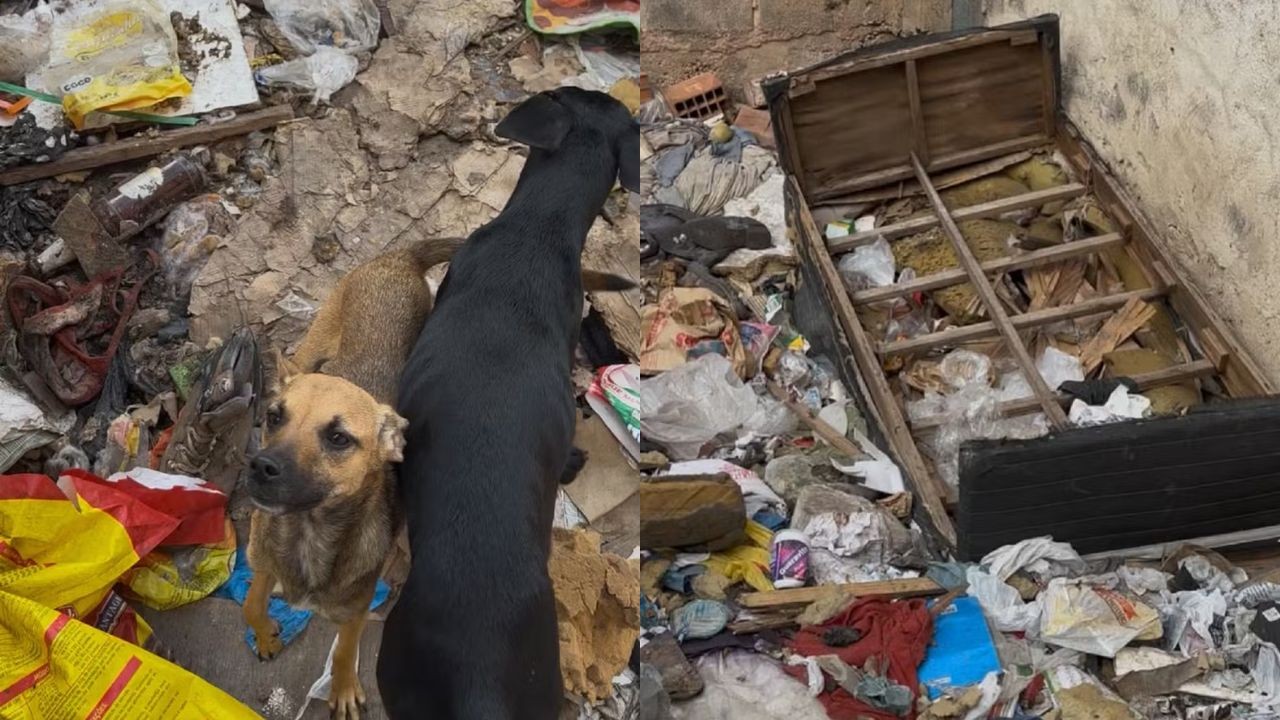Oito cães são resgatados sem água e em meio a fezes e lixo em Juiz de Fora, e tutor é detido