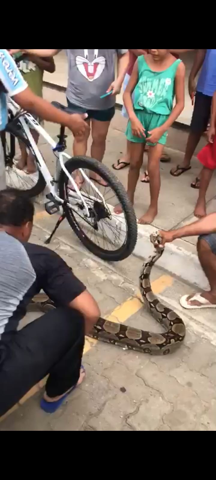 Jiboia é encontrada em condomínio e é resgatada pelo Corpo de Bombeiros em Governador Valadares