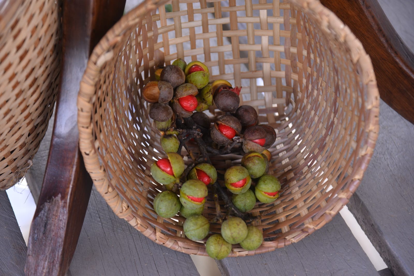 ‘A vida da minha família mudou’, diz agroextrativista que trabalha com coleta de frutos e sementes oleaginosas na Amazônia