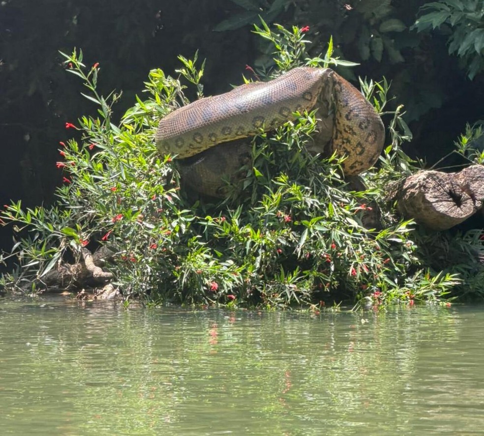 Sucuri no rio Formoso em Bonito. — Foto: Rafael Girotto