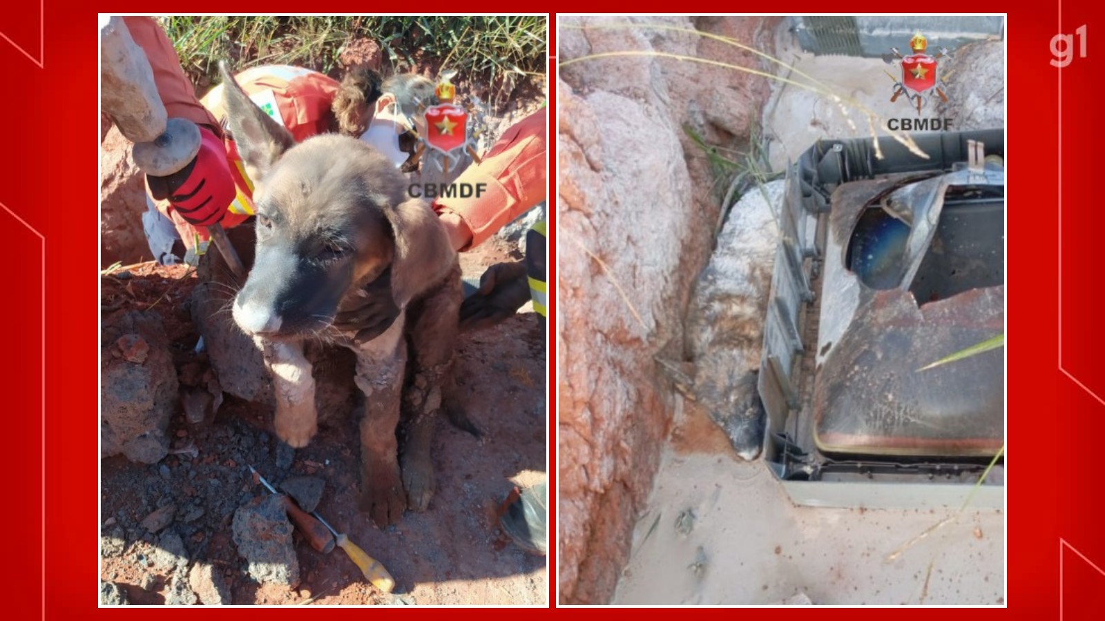 Filhote de cachorro fica preso em concreto e é resgatado pelos bombeiros no DF