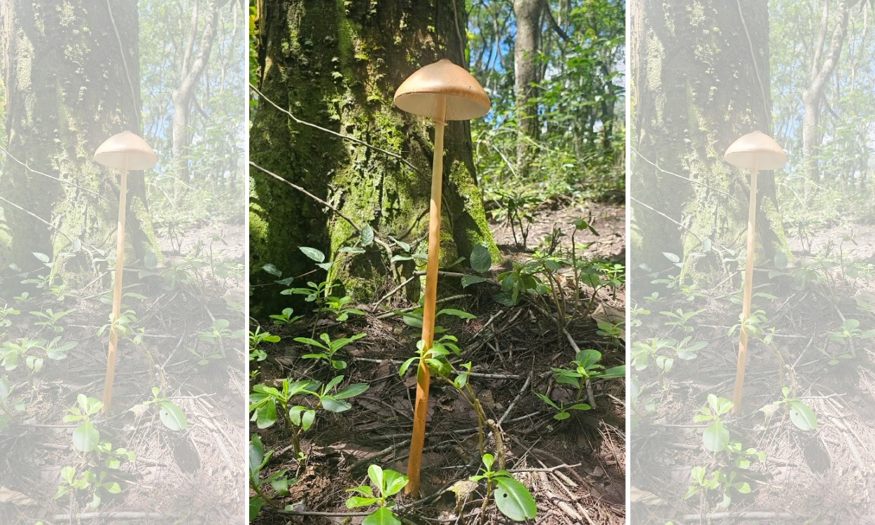 Professor encontra cogumelo 'gigante' em mata de SP; 'parecia uma luminária de jardim'