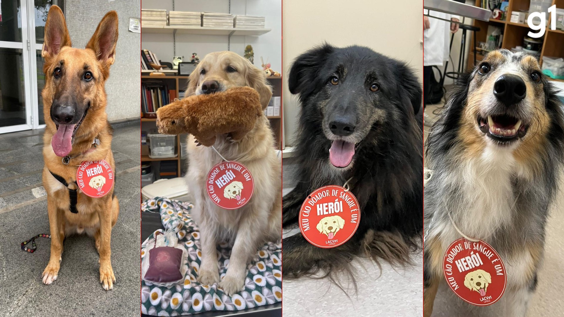 'Meu cão é um herói': banco de sangue canino no RS busca doadores para animais resgatados da enchente