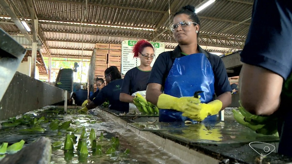Falta de mão de obra regular no campo também gera prejuízo para outras culturas. Espírito Santo — Foto: Reprodução/TV Gazeta