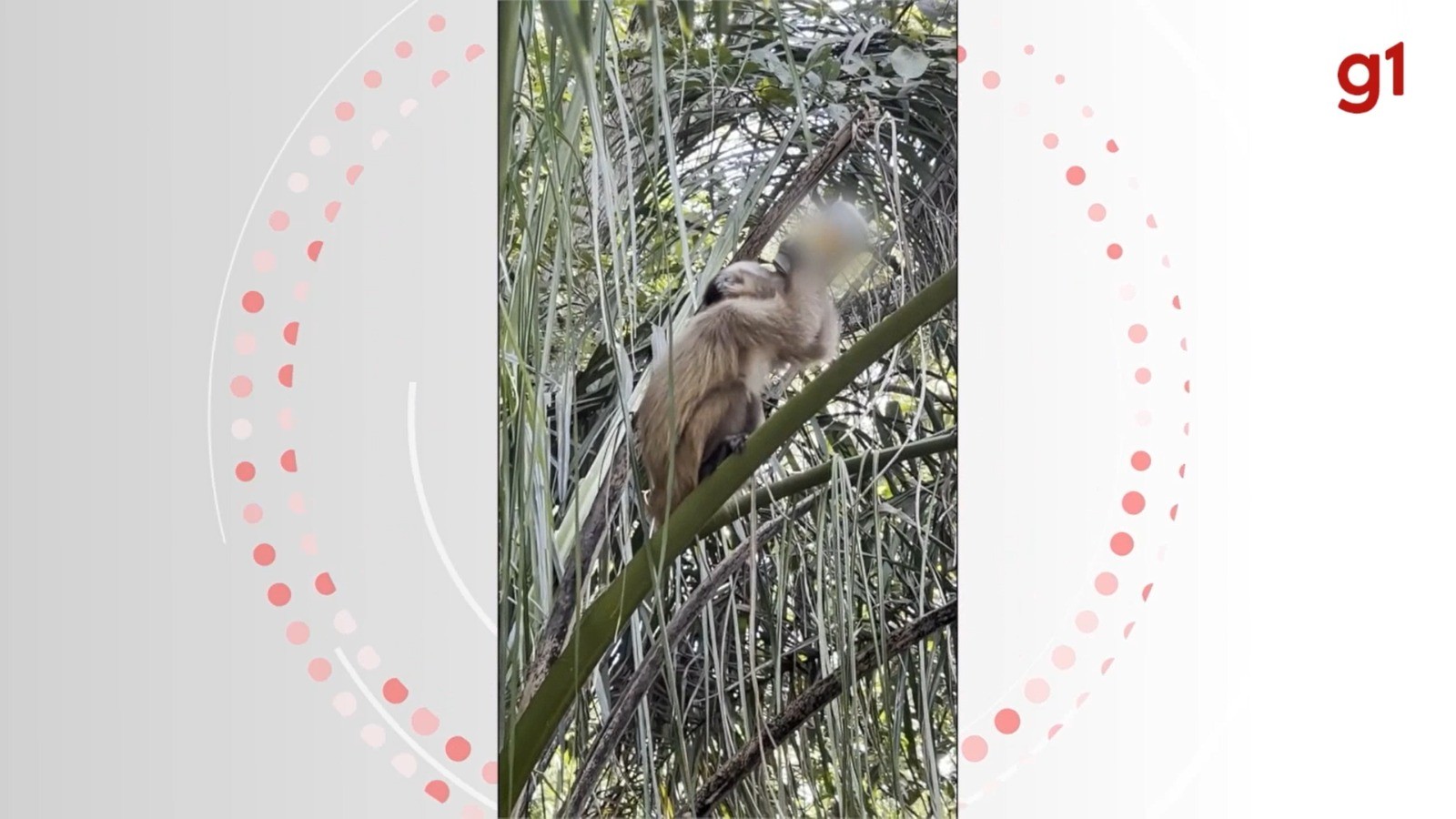 VÍDEO: Macaco-prego é flagrado bebendo cerveja no balneário municipal de Bonito