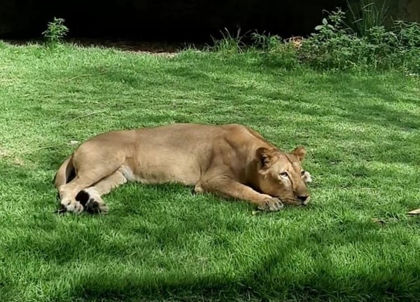 Zoológico da Bica amplia segurança com câmeras e IA após morte de jovem atacado por leoa