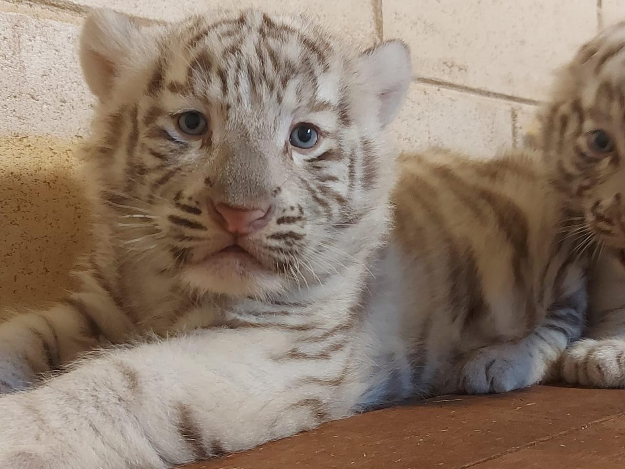 VÍDEO: Filhotes de tigre branco nascem em parque em SP e crescem sob cuidados de mãe superprotetora