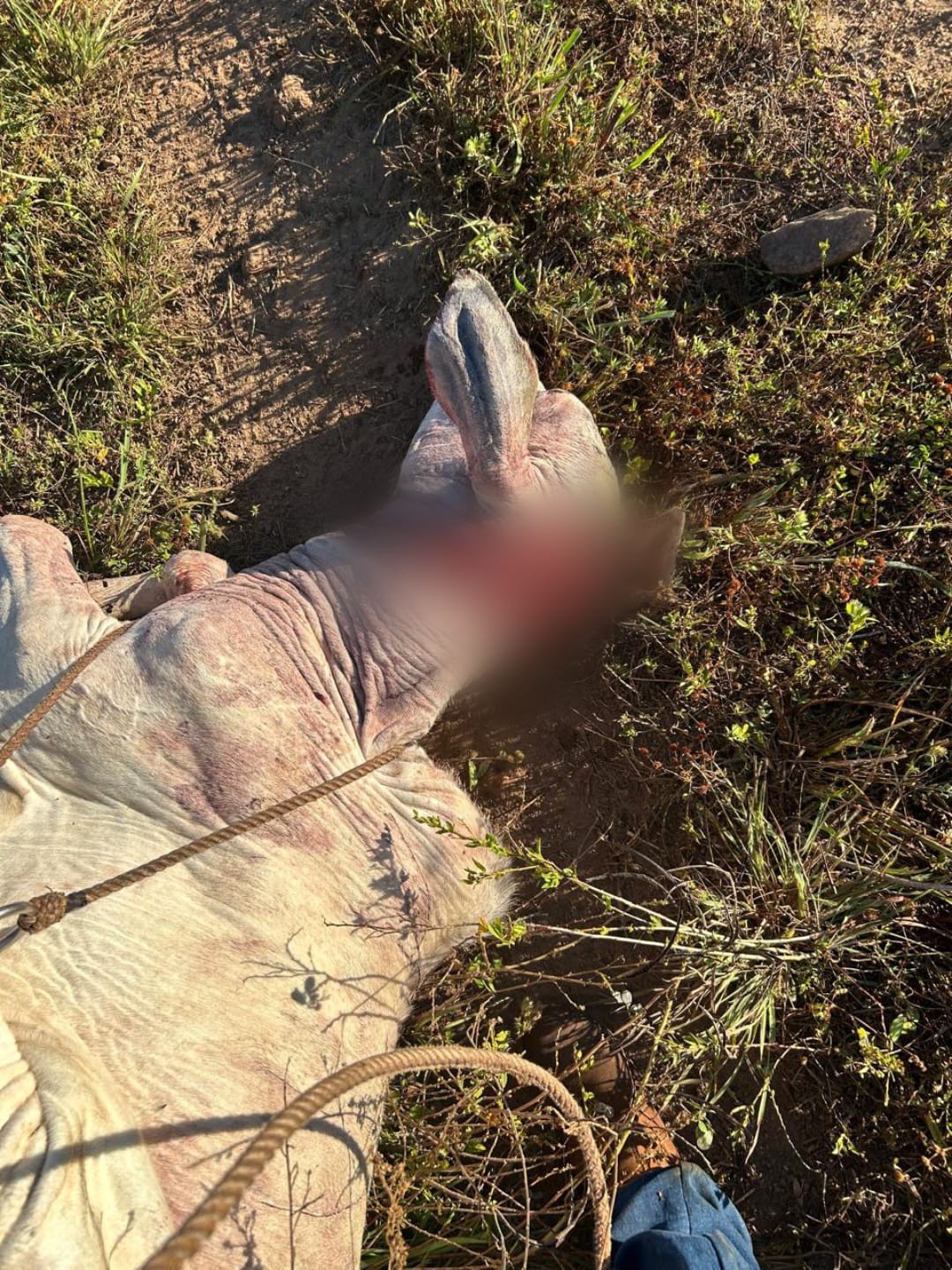 Novo ataque de onça é registrado após bezerro ser encontrado ferido em fazenda de Talismã; VÍDEO