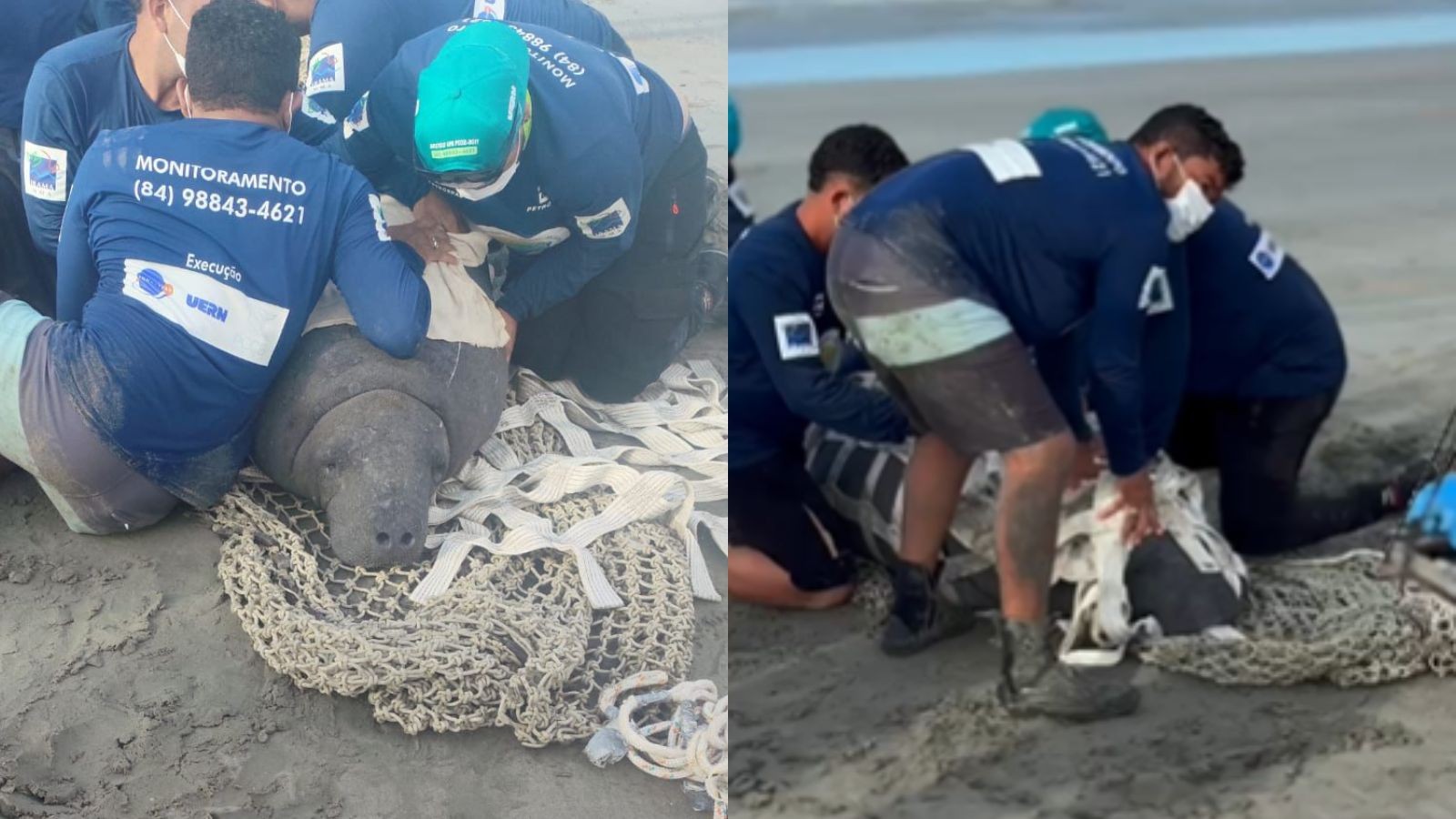 Peixe-boi resgatado ainda filhote no RN é solto após 6 anos e chega ao litoral do PI