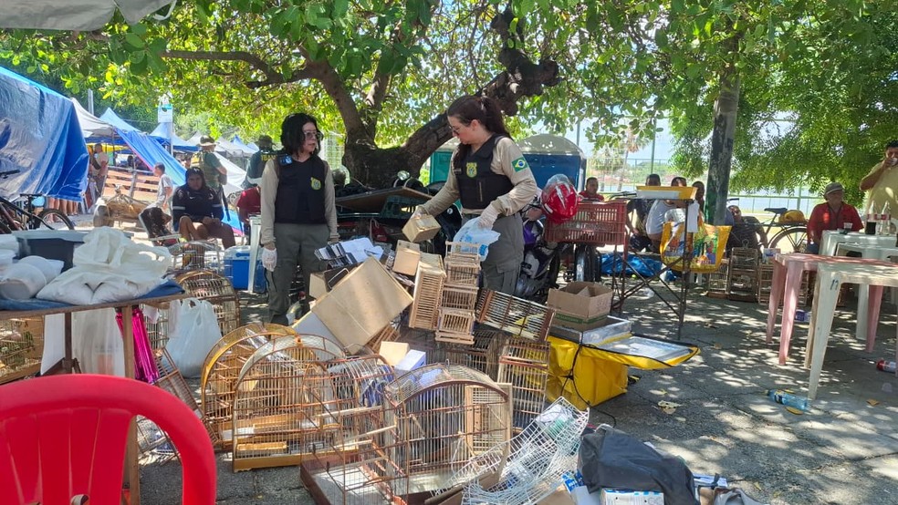 Conforme a Lei de Crimes Ambientais, os investigados podem responder por pelo menos dois crimes. — Foto: Divulgação