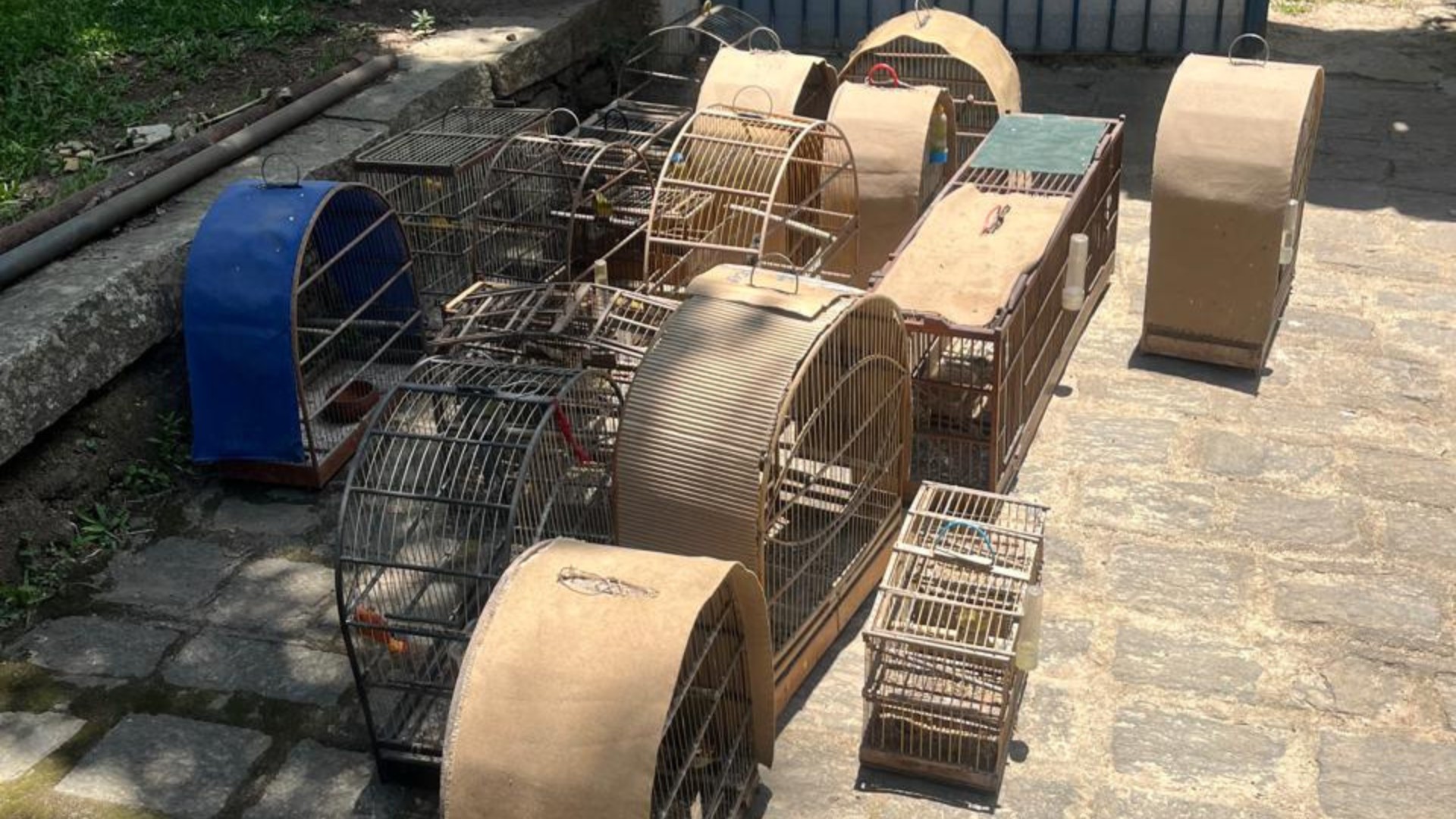 Polícia Civil localiza 17 pássaros silvestres com homem que já havia sido flagrado com outras 70 aves