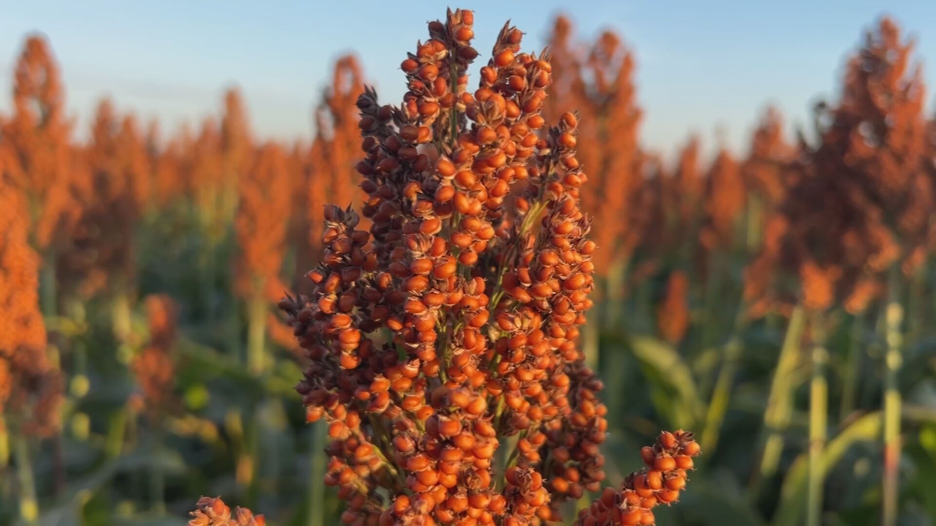 Safra do sorgo anima produtores