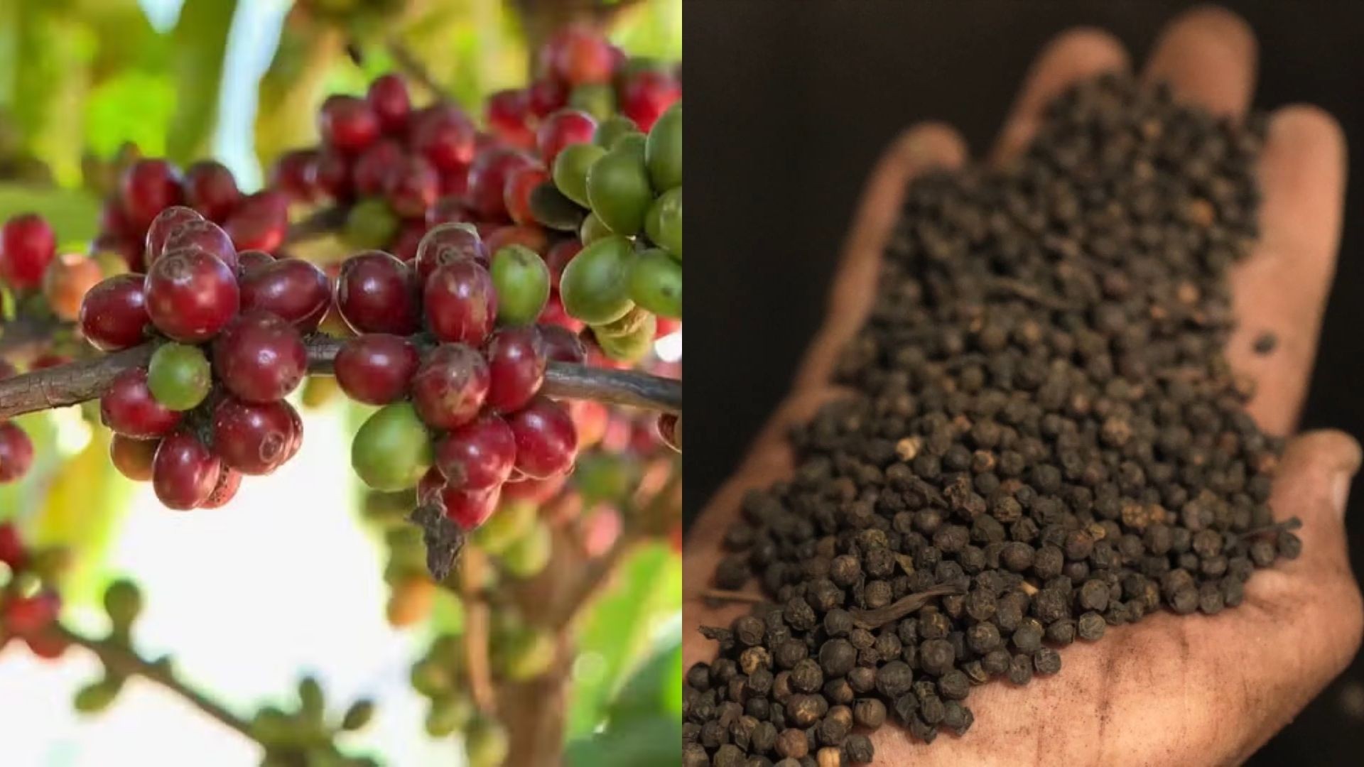 Guerra en Oriente afecta exportaciones de café y pimenta en Brasil