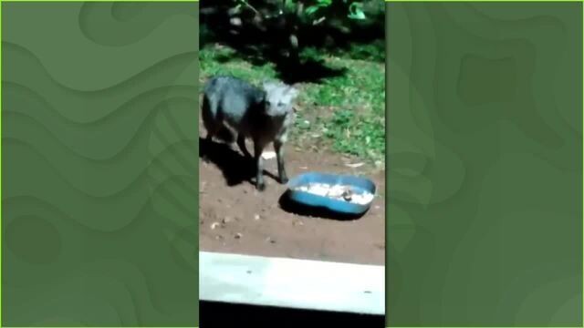 Graxains são flagrados 'furtando' comida de cães de sítio no PR: 'São bem bonitinhos'