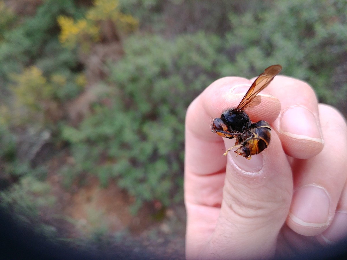 Tipos de vespas na Espanha: descobrindo a variedade de espécies