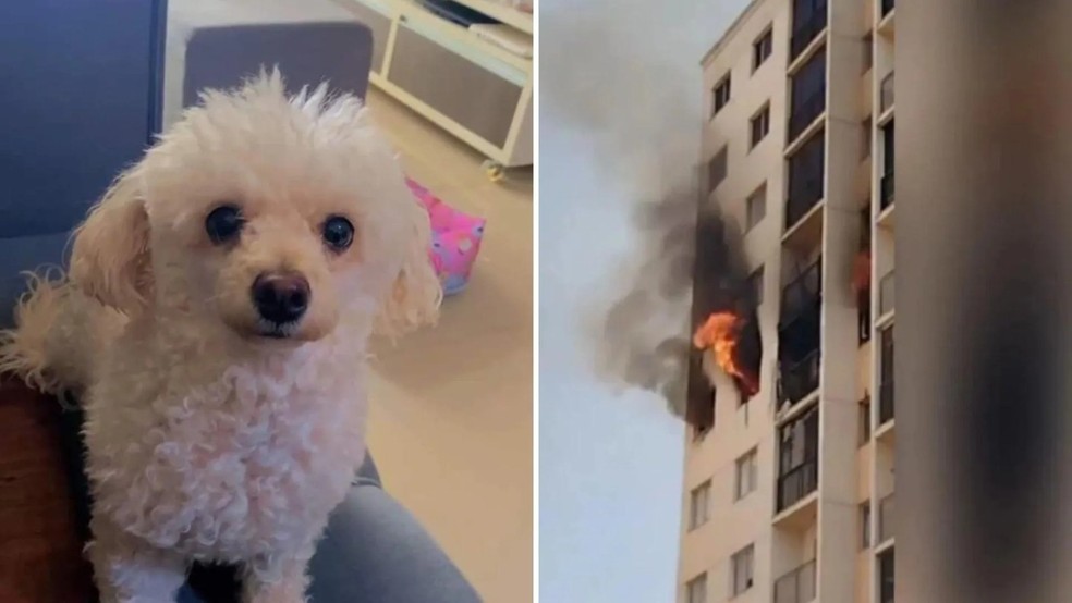 Cachorrinha de família também morreu após casal pular de apartamento em chamas em Valparaíso de Goiás — Foto: Reprodução Redes Sociais/ Reprodução TV Anhanguera