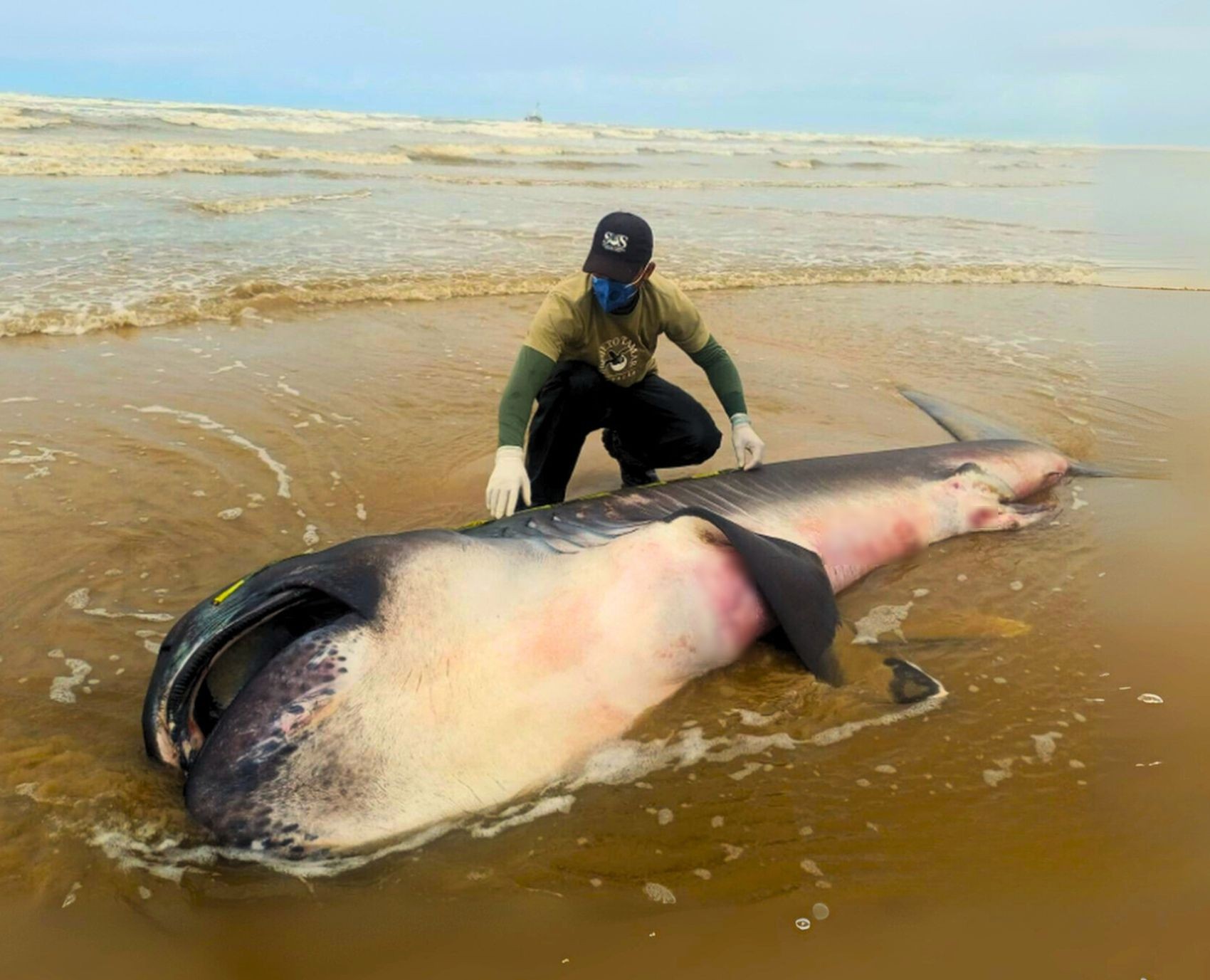 Espécie encontrada é macho e não foi possível pesar o animal, que é de difícil manuseio — Foto: Tamar