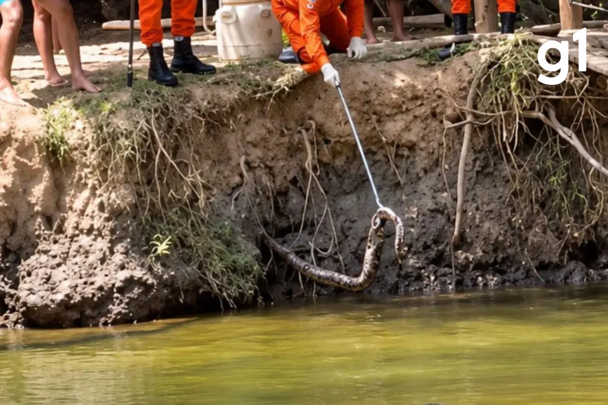 VÍDEO: cobra venenosa é retirada de barranco à beira do rio com banhistas em MT