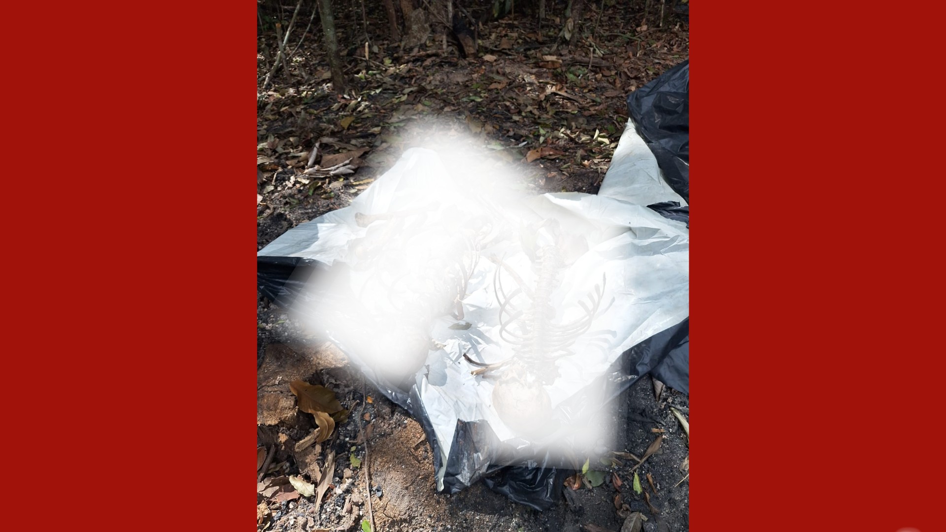 Polícia encontra ossadas humanas e destroços após queda de avião no Pará