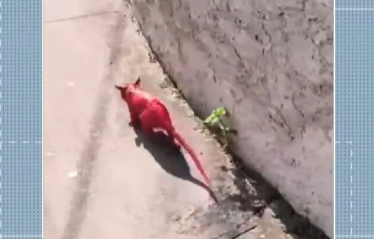 Gambá tingido de rosa é flagrado em Búzios: 'revoltante e não tem graça'
