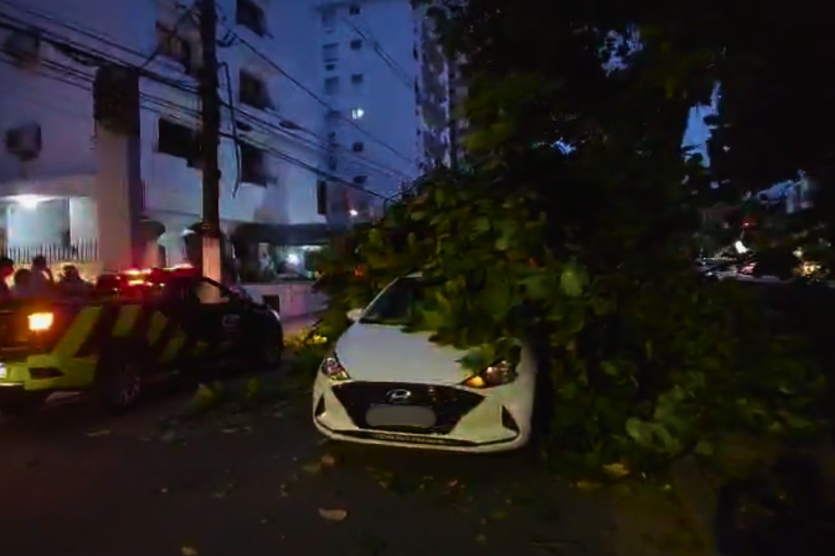 Galho de árvore cai em cima de carros e interdita Canal em Santos, SP; VÍDEO 