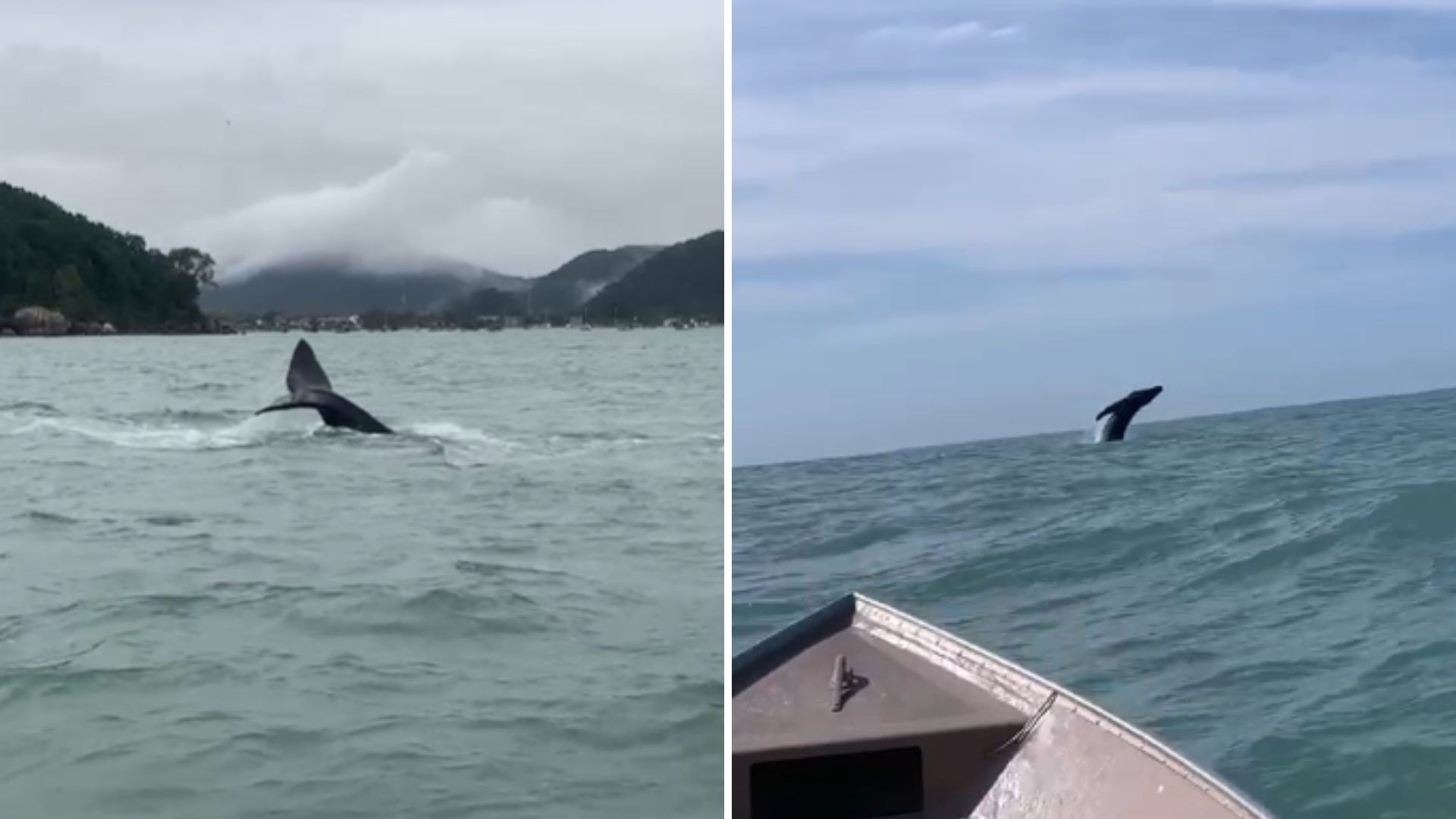 Mãe e filhote de baleia-jubarte dão show no mar e surpreendem pescadores em Guarujá; VÍDEO