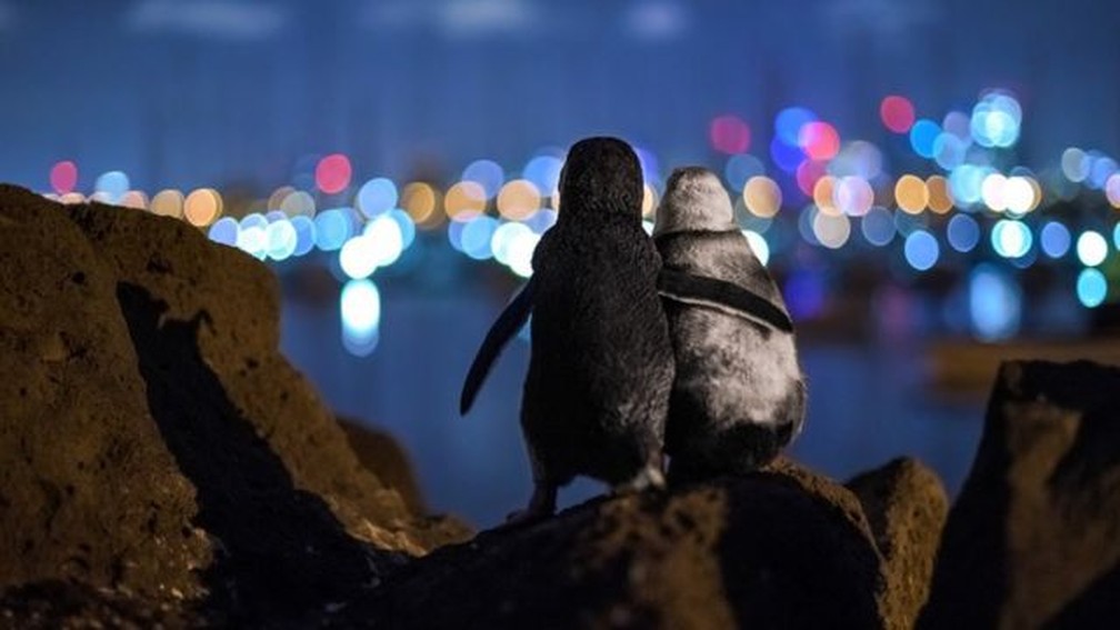 Dois pinguins tentando subir uma montanha e falhando